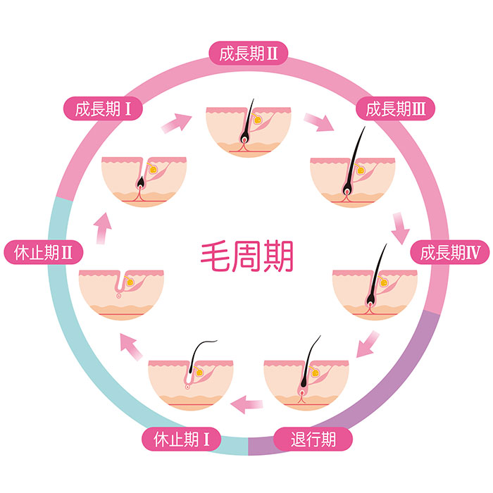 医療脱毛の毛周期