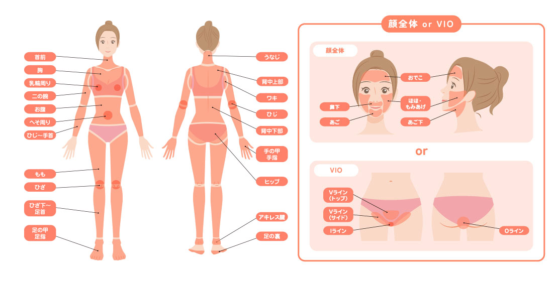 全身脱毛セレクト全身+VIOor顔全体